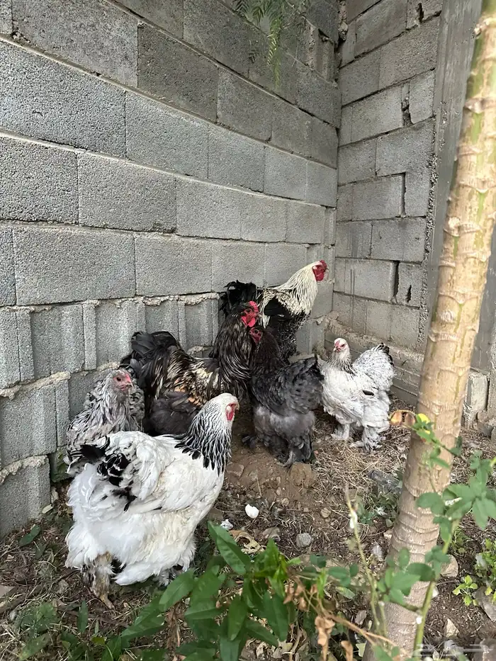 دجاج براهما مستوي توب 8