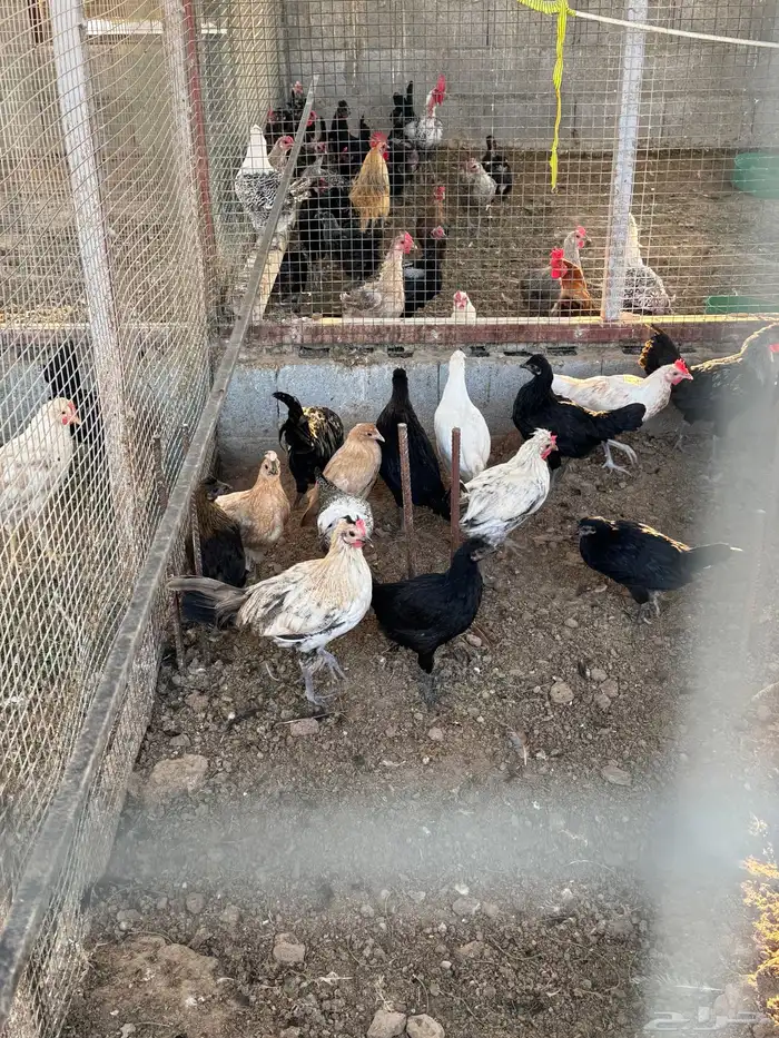 دجاج ودياكه 8