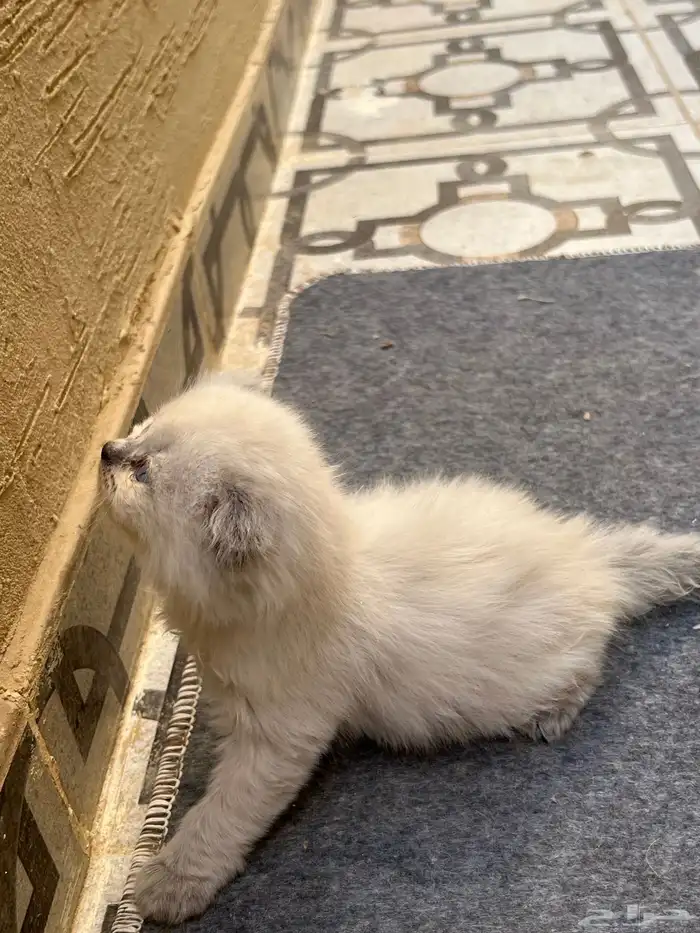 قطط صغار سكوتش هجين شيرازي للبيع 4