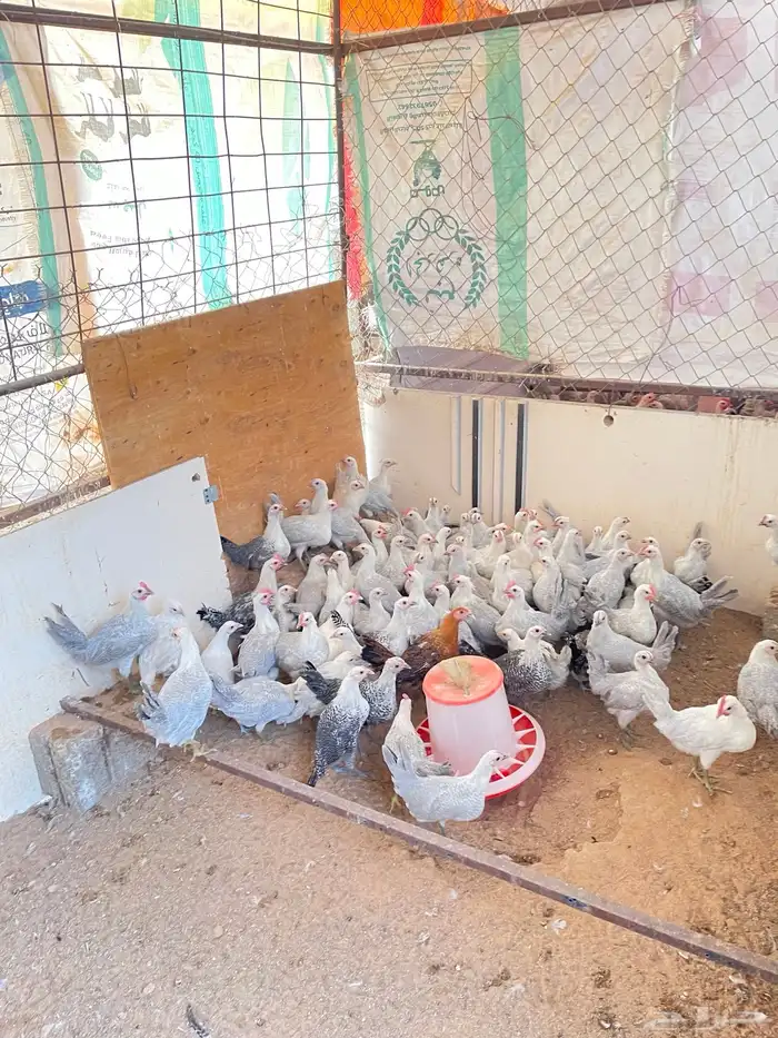 دجاج فيومي المنيوم 4