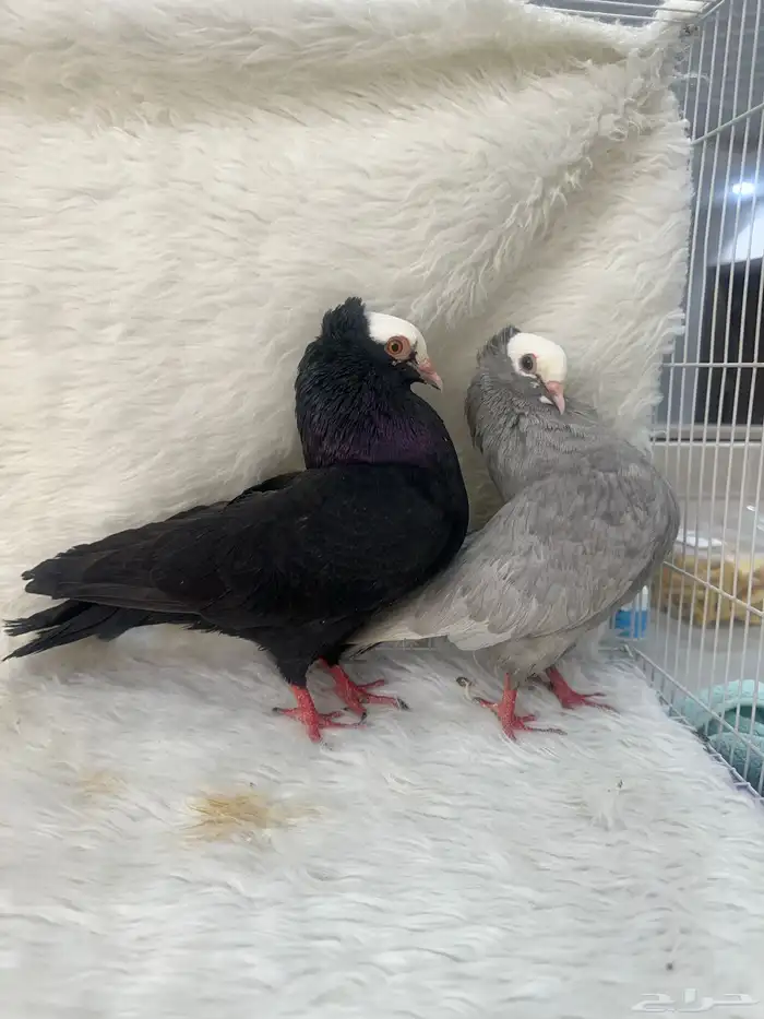 زوج منتج وفروخ باكستاني مسابقات 0