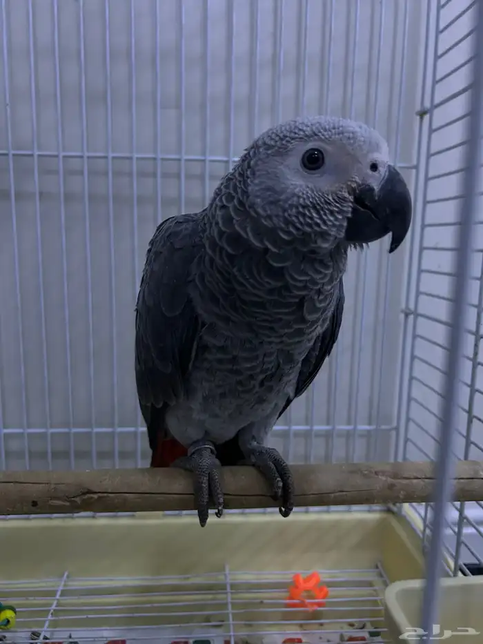 للبيع كاسكو العمر 7شهور هادي بداية كلام(3000) 2