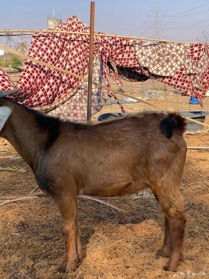 تيس لباني طيب 2