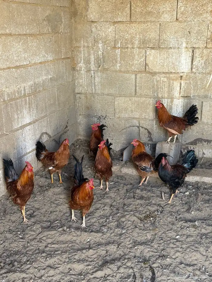 اديكه للبيع 3