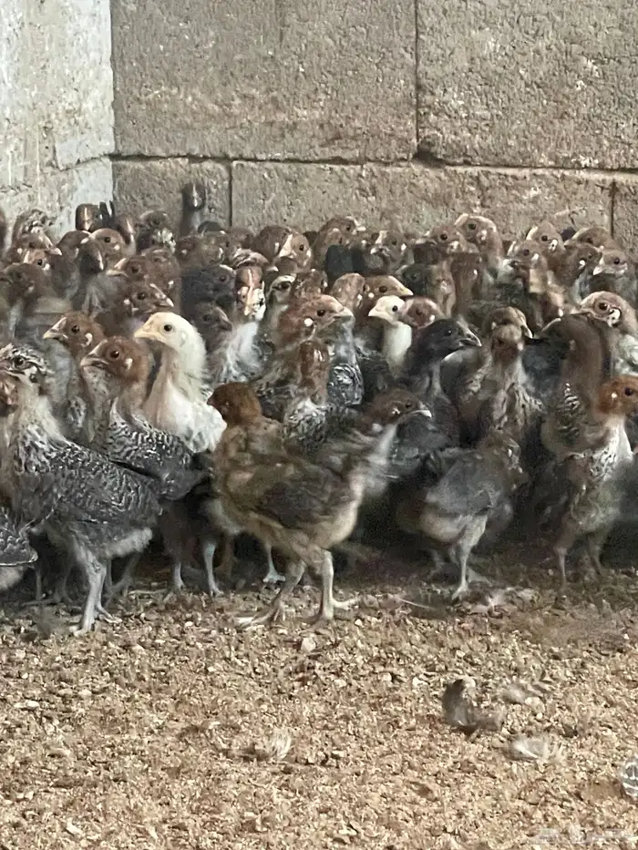 صوص فيومي 11