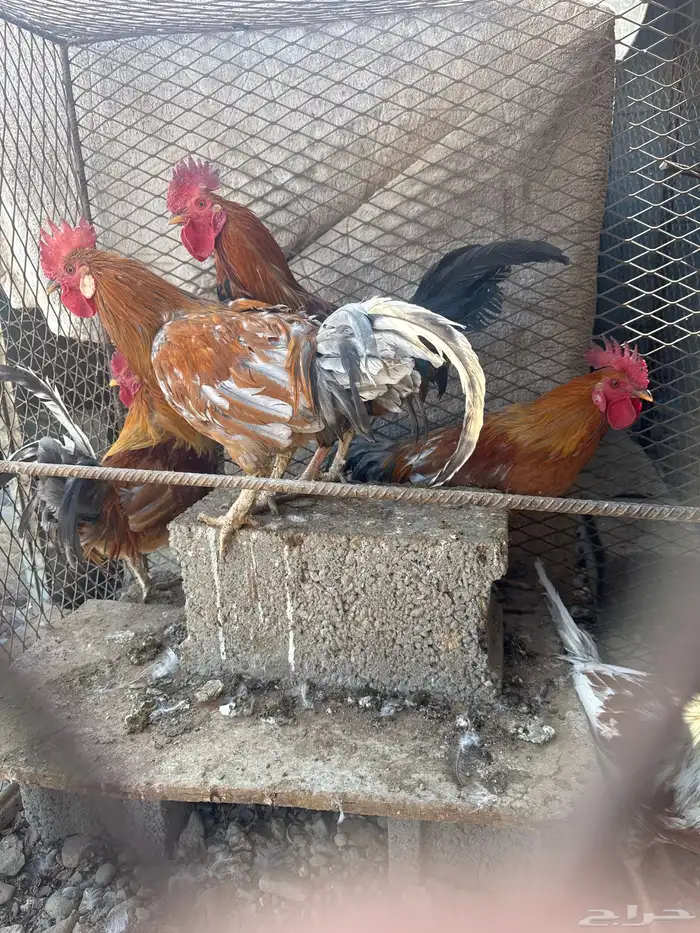 ديكه للبيع 4