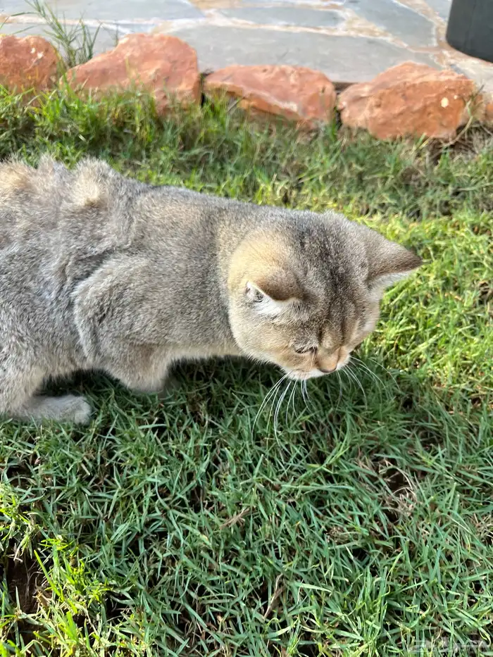 قط ذكر سكوتش ستريت 3