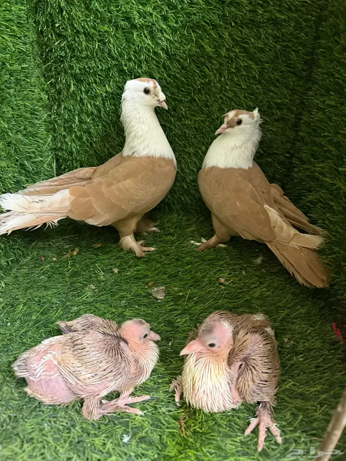 حمام لبناني 8