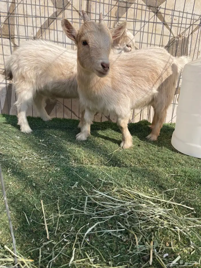 ماعز قزم اصل ودم صافي وبيور 4