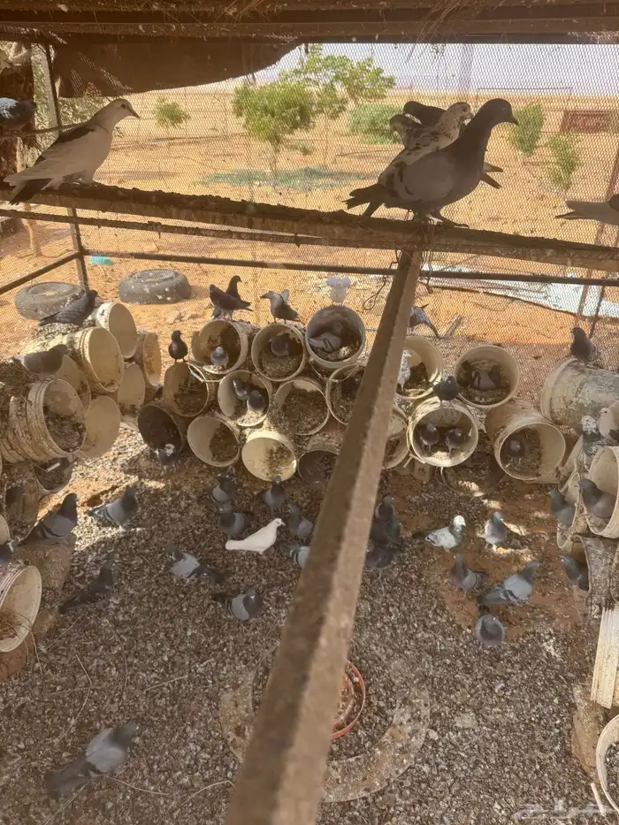 حمام عشتين للبيع 1