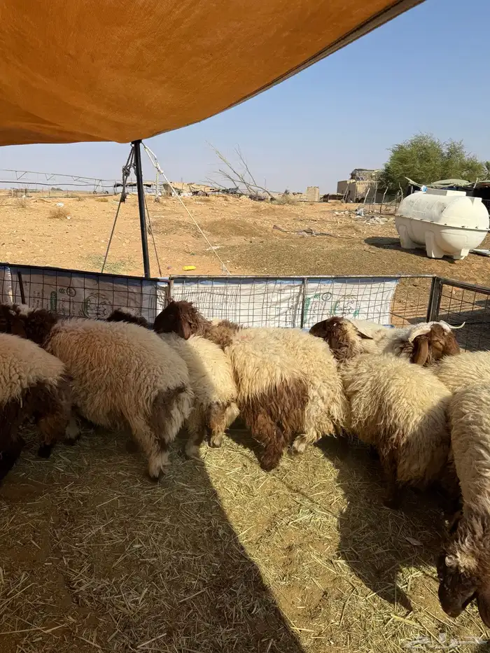 للبيع طليان خرفان ورخال نعيمي اعمارها فوق 7 شهور 2