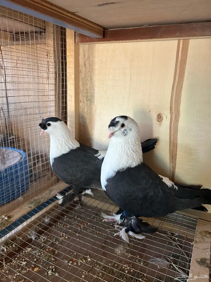 للبيع حمام 3