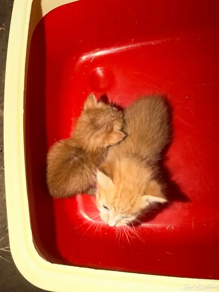 قطتين صغار مافيهم امراض ابد سليمين بس امهم ماتت وباقي هم 0