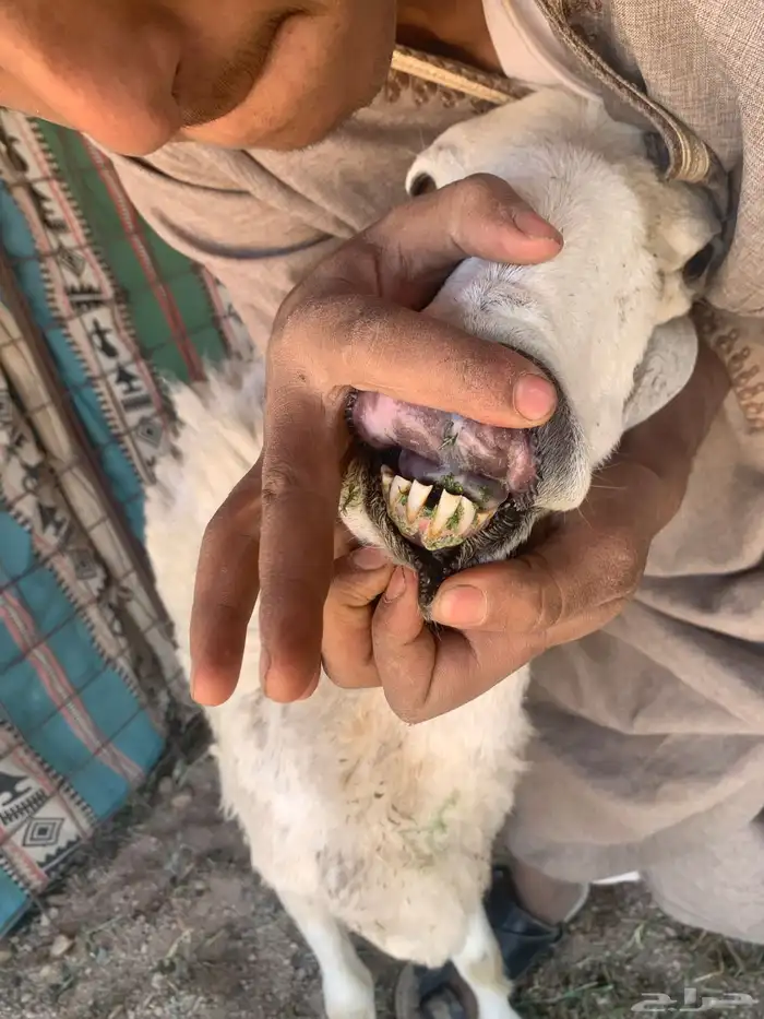 البيع غنام حريتا 5