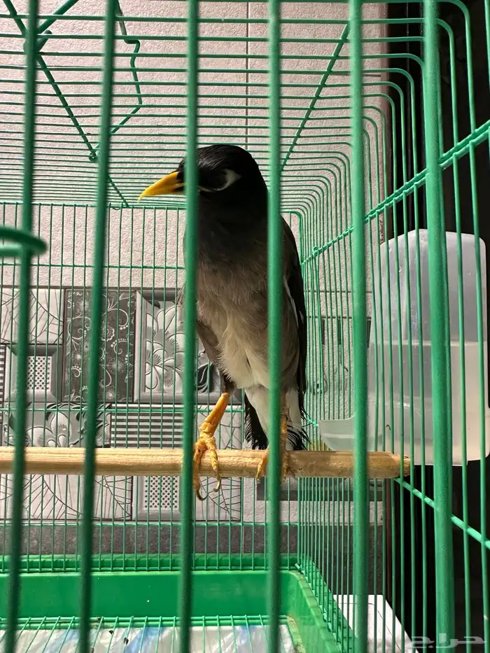 طير ميناء كبتن كلام 1