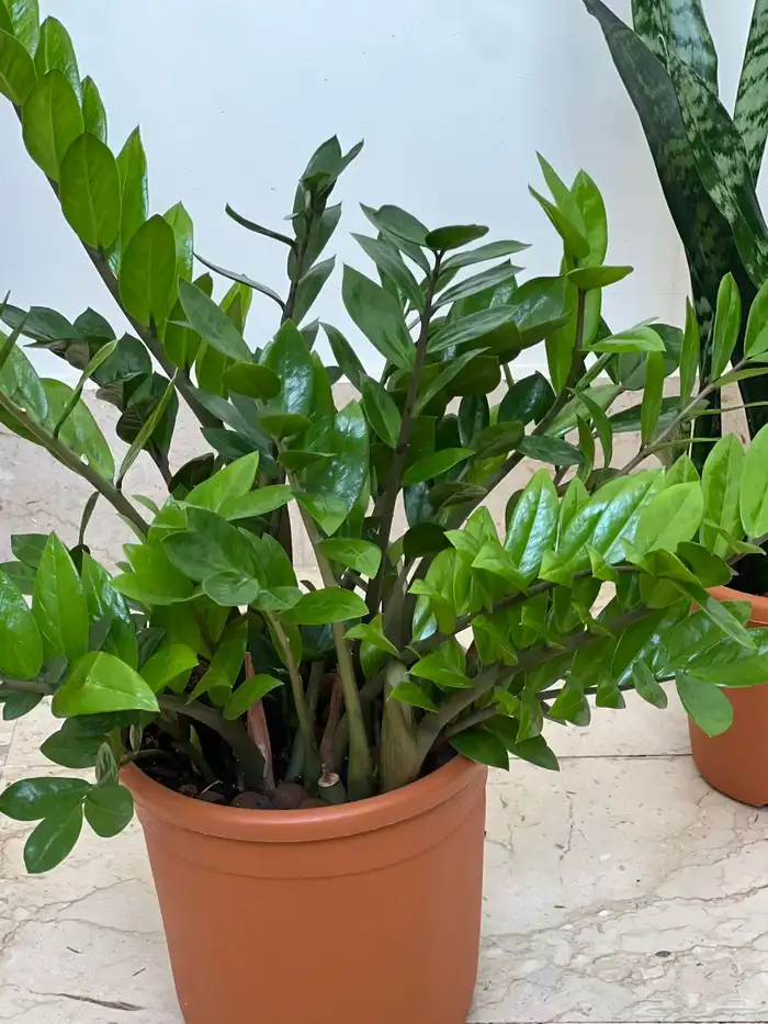 نبتة الزاميا 0