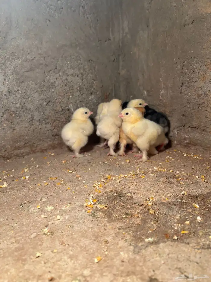 للبيع صوص براهما اصل 1