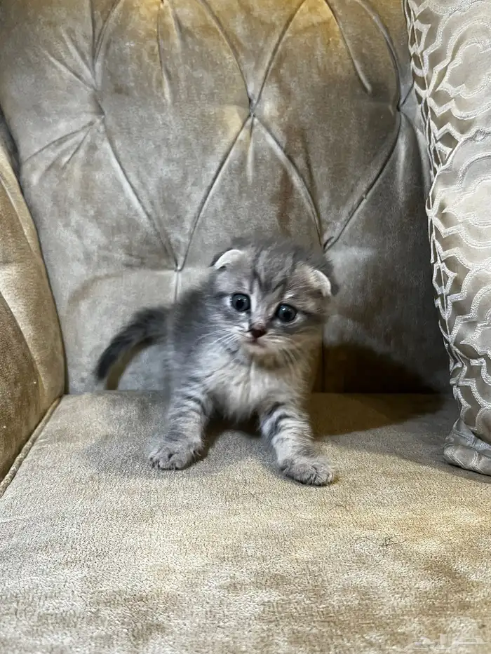 سكوتش فولد 1