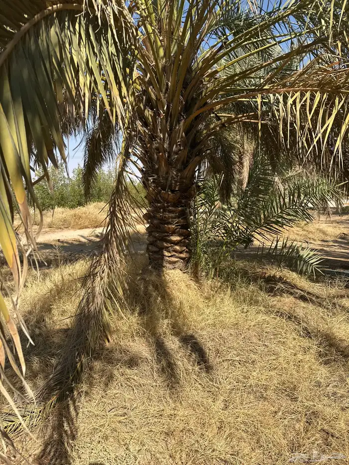 نخل غير مثمر مجاني الي له رغبه يجي يقلعه 0
