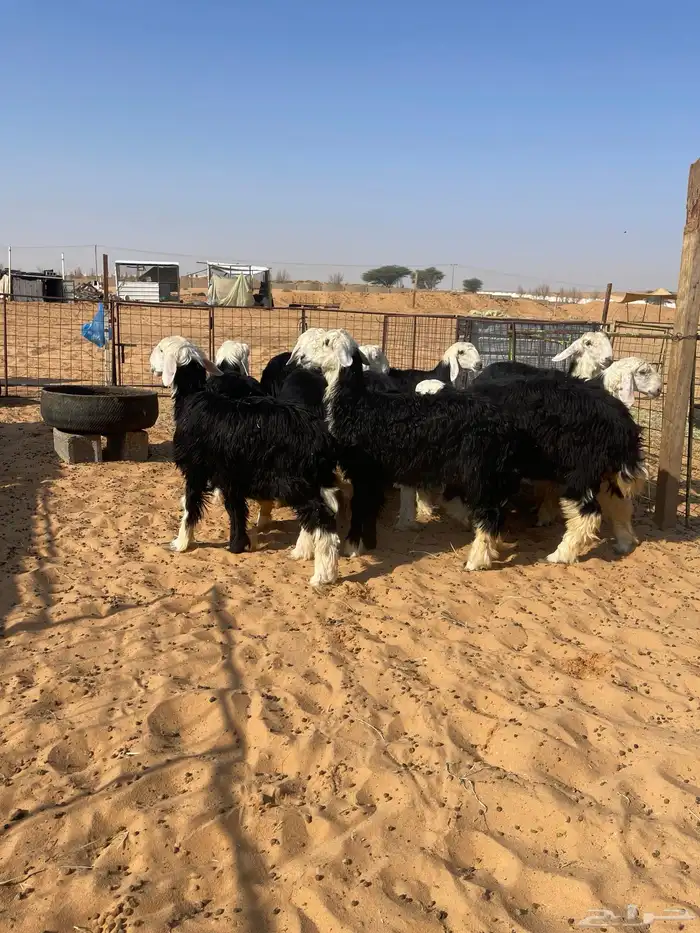 للبيع رخال نجد العدد11. العمر من 5شهور ونص الى7 0