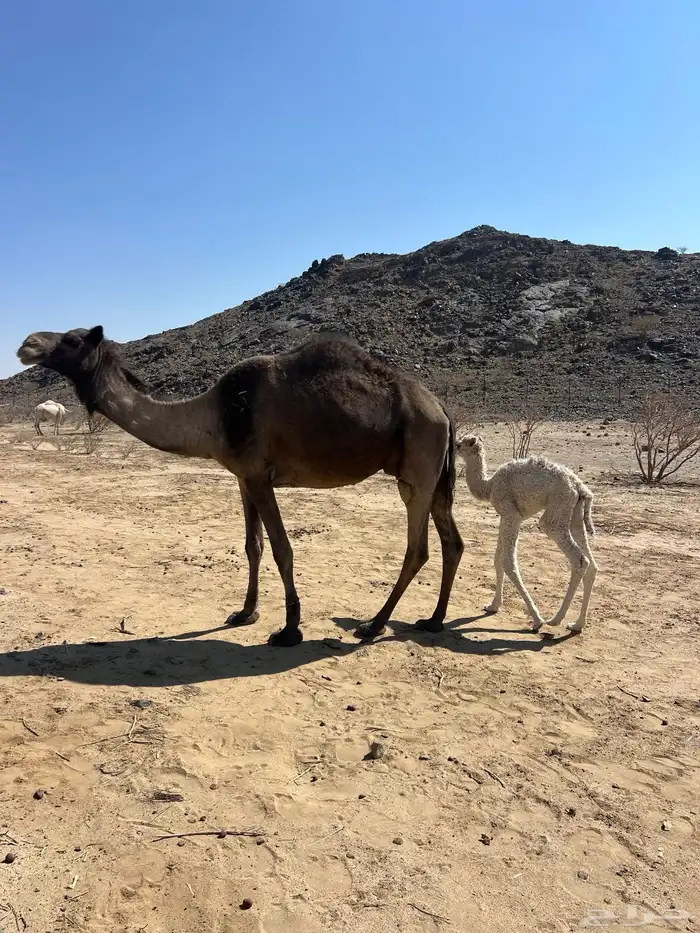 خلفه ناب منيح تحتها بكره 0