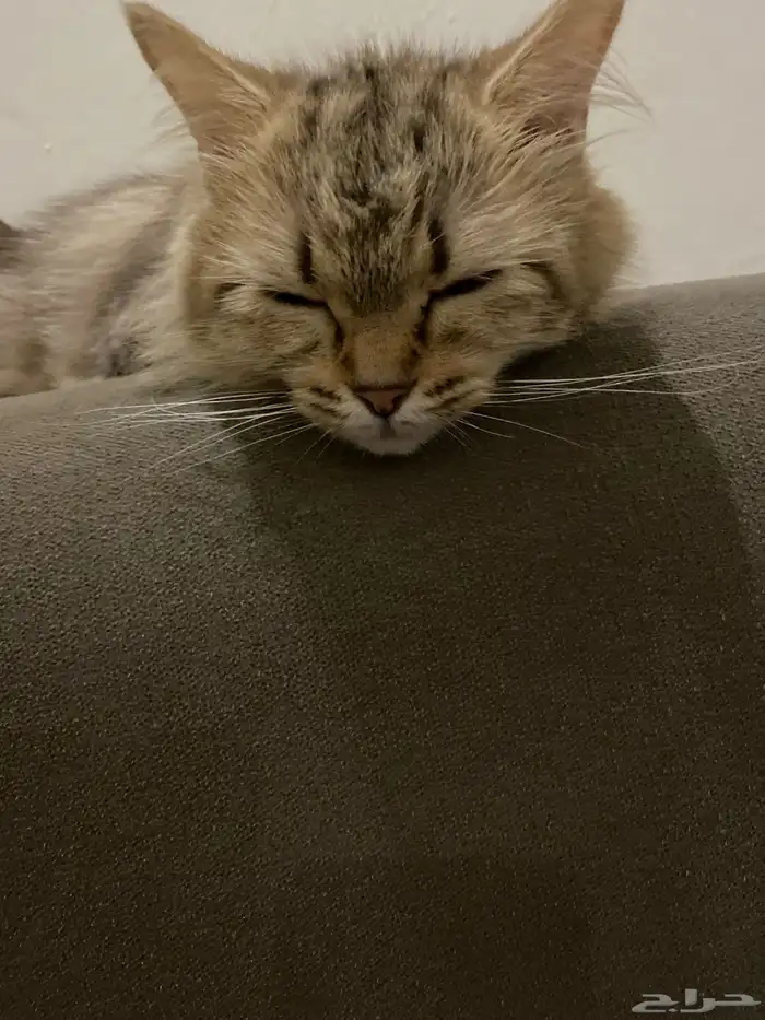 قطوة للبيع 3