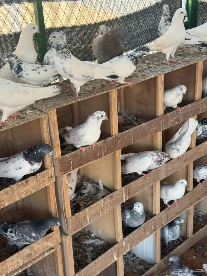 حمام باكستاني موضح طيرانه بالفيديو 7