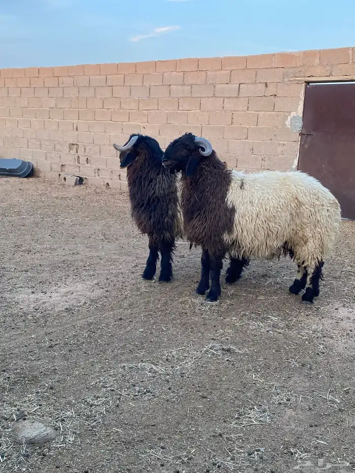 جذعان نعيم مشاريع فحول على هداد غزاي 3