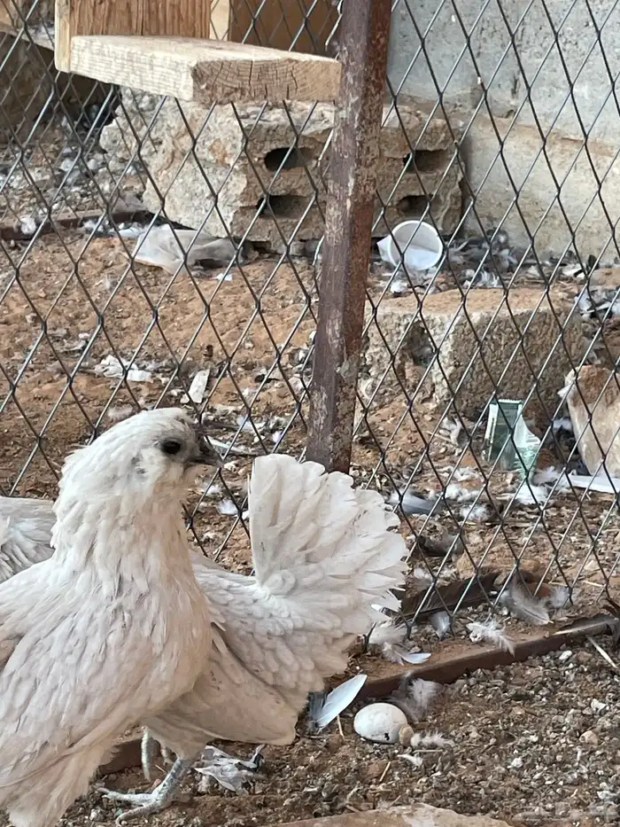 دجاج بوم لون جميل ونادر اعمار شبب 4