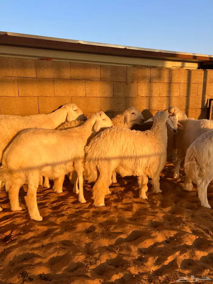 للبيع بهم حري فل شحم 0