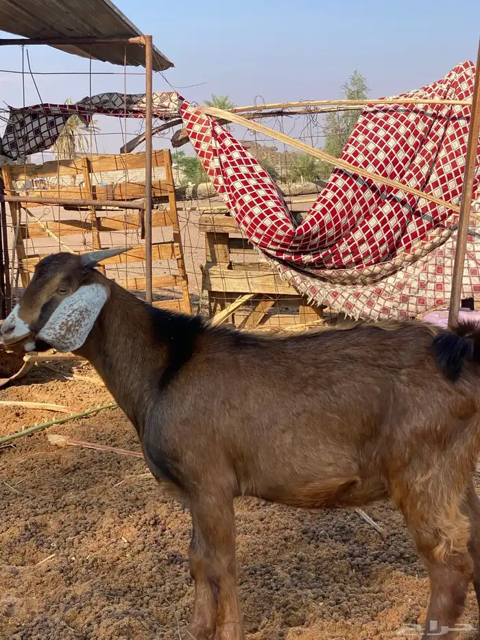 تيس لباني طيب 1