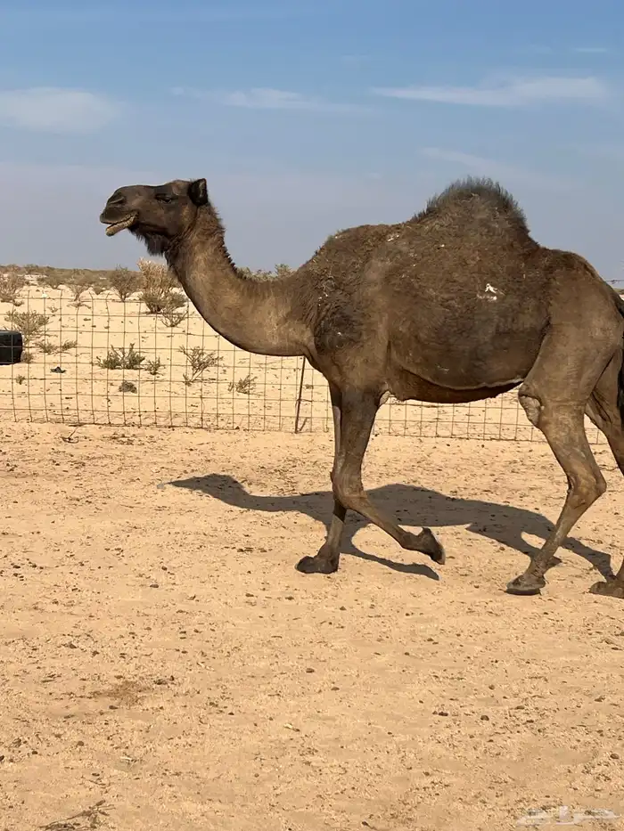 ناقه صفراء مموت 0