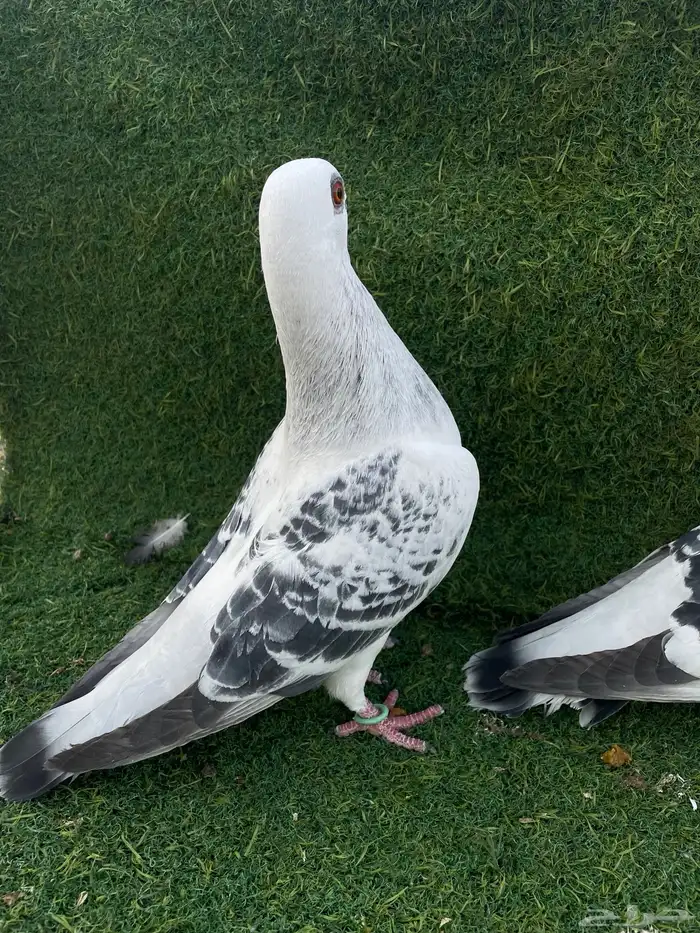 فرايد ذكور شاميه عمري حقت مطيار 1