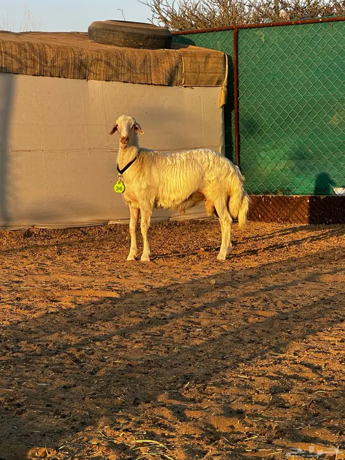 مشروع فحل اصفر 0