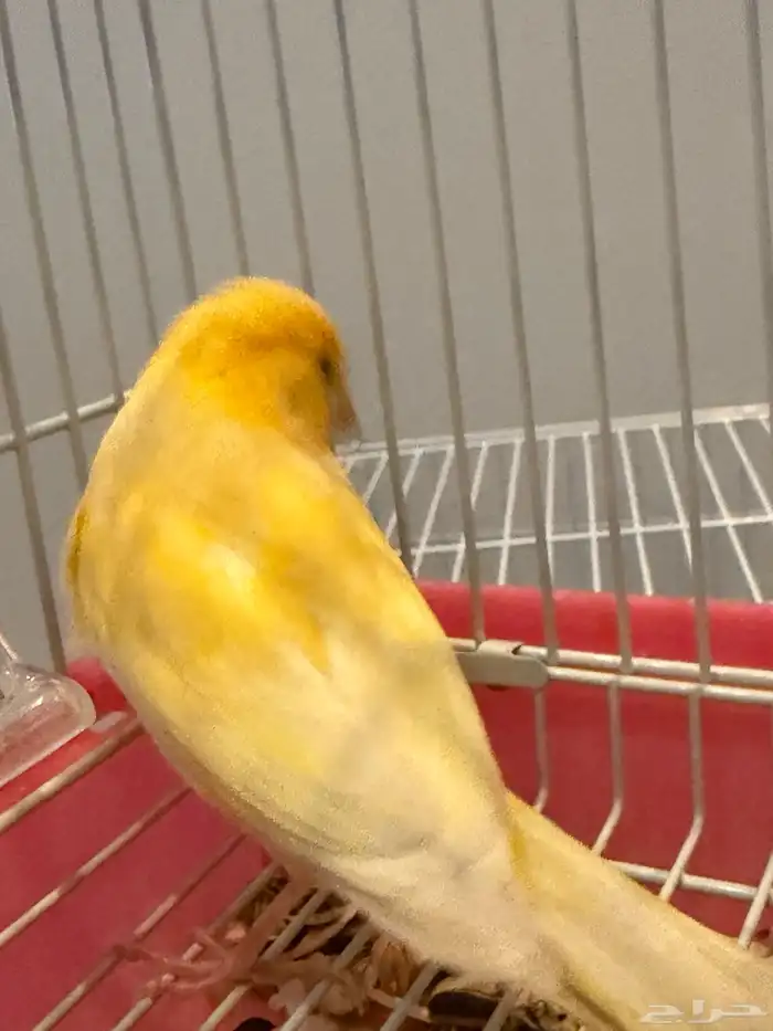 للبيع كناري شرط تغريد 0