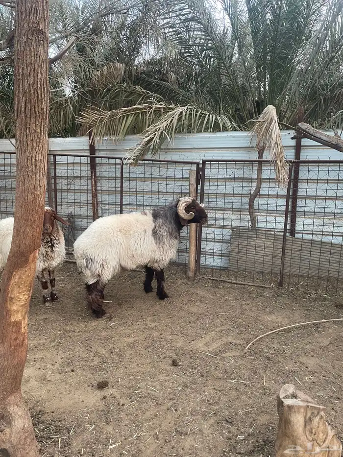 فحل نعيمي صنف فاخرر 3