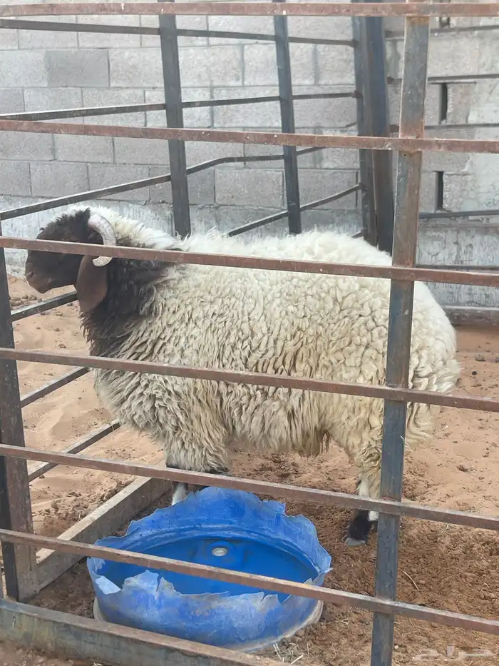 خروف للبيع 2