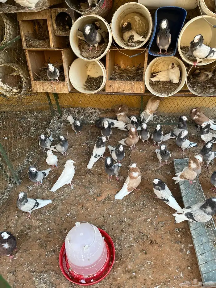 اجواز بلجيكي 1