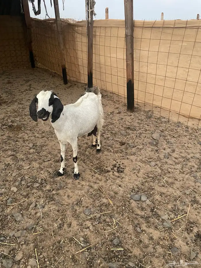 عنز تحتها 2 1