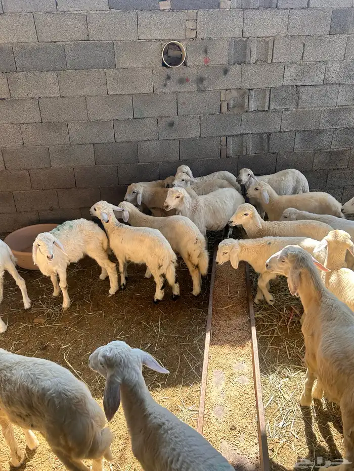 بهم للبيع العدد18 0