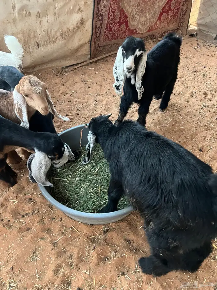 غنم تيوس وجفار للبيع العدد 11الموقع الخرج 0