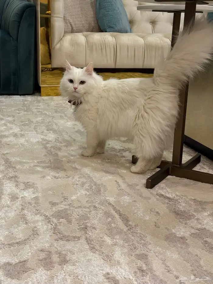 قطة شيرازية 2