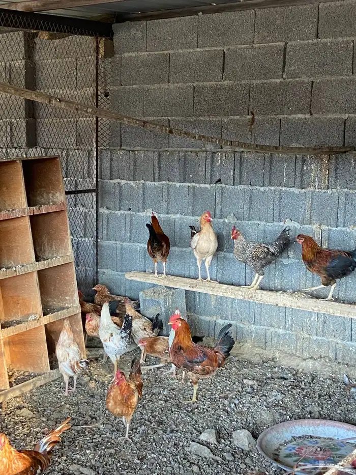 السلام عليكم نعرض لكم دياكه ذكور فيها تركي عربي بلدي للبيع 6