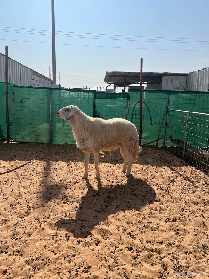 فحل حري مشروط سدس 0