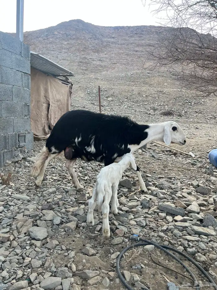 رخل جذعه تحتها خروف 0