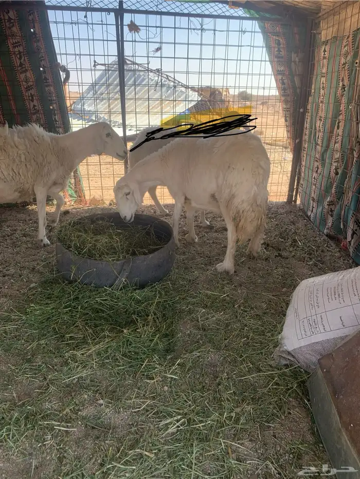 البيع غنام حريتا 1