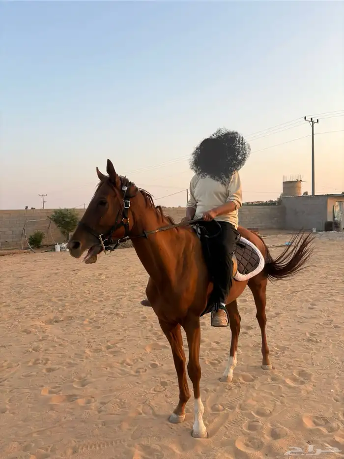 حصان إنجليزي هادي للأطفال والمتعلمين 0