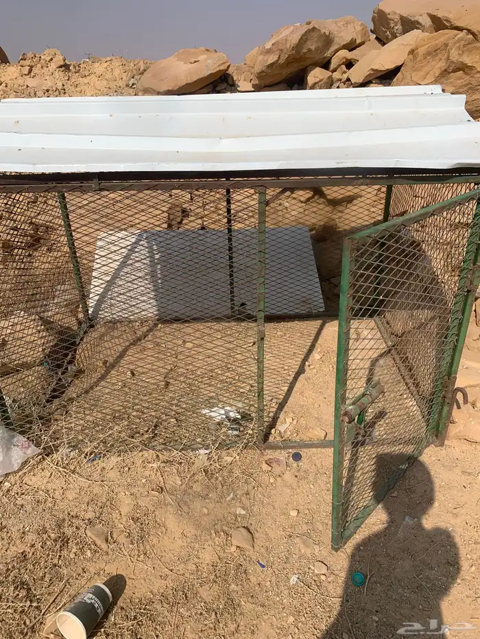 شبك دجاج او سمان 2 في 1 2