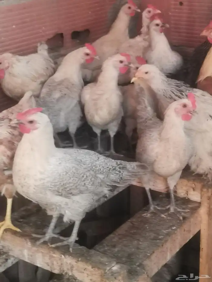 دجاج فيومي المنيوم بياض واحجام سوبر جامبو 6