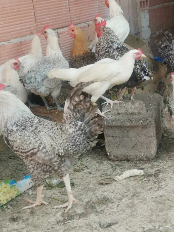 دجاج فيومي المنيوم بياض واحجام سوبر جامبو 5